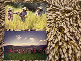 A Banaue Story (Small)